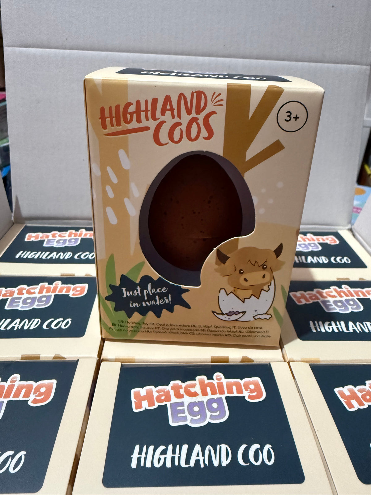 Hatching highland cow egg