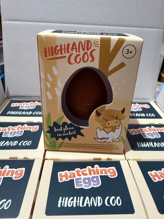 Hatching highland cow egg